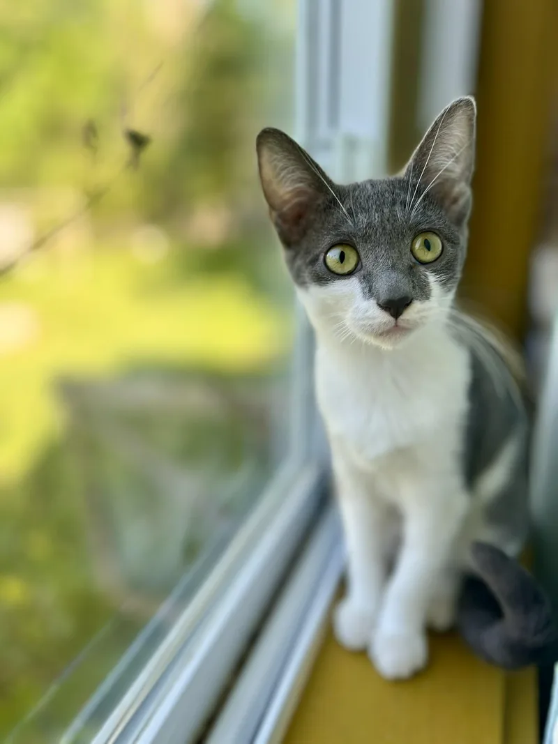 A baby medium-sized female Gray & White Domestic Short Hair cat named Okra for adoption in Rixeyville, VA