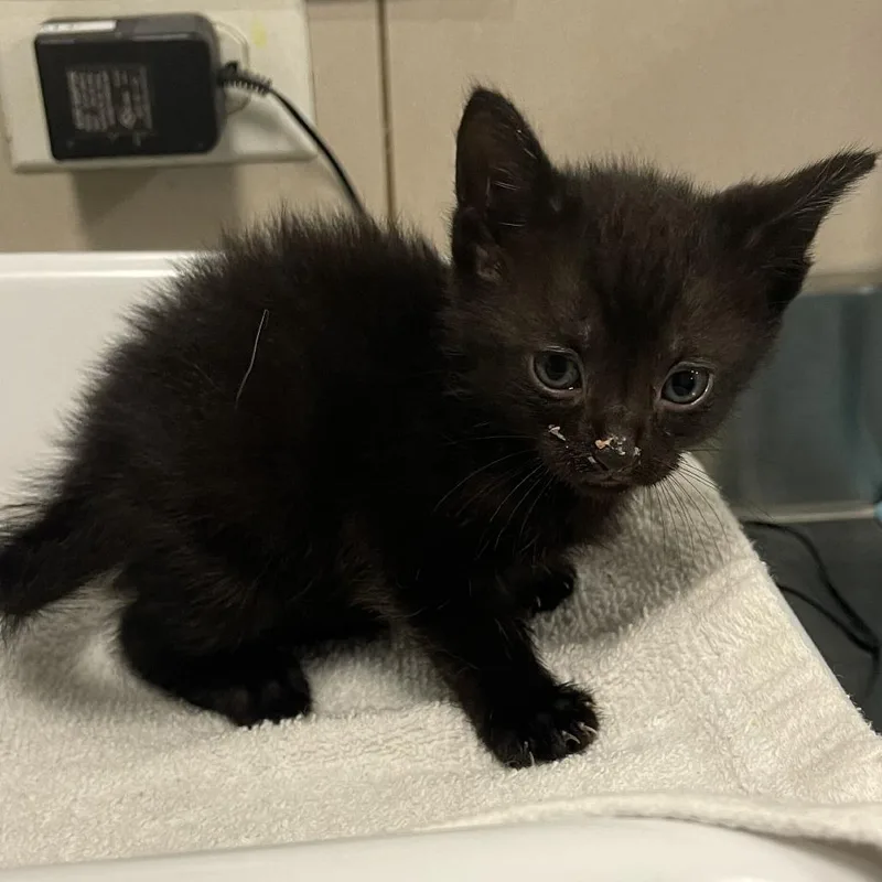 A baby small-sized female Black Domestic Short Hair cat named Bacalaitos for adoption in Chicago, IL