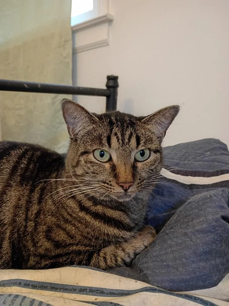 An adult medium-sized male Domestic Short Hair cat named Bailey for adoption in Wilmington, NC