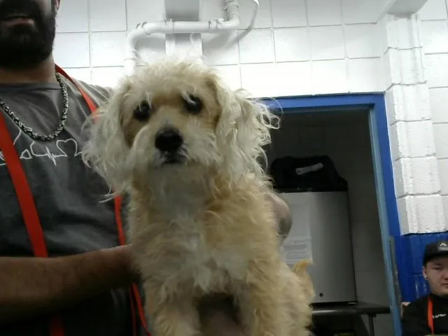 A young small-sized female Poodle dog named Luna for adoption in Albuquerque, NM