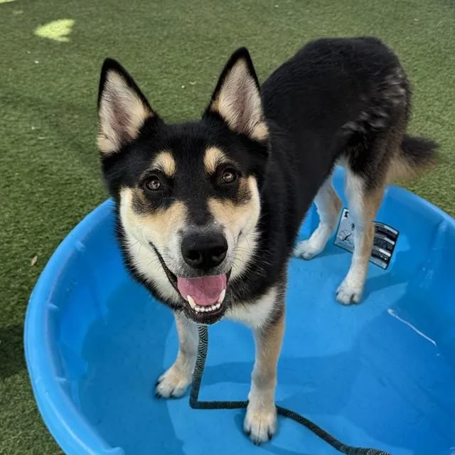 A young large-sized male German Shepherd Dog dog named Lenny for adoption in Mesa, AZ