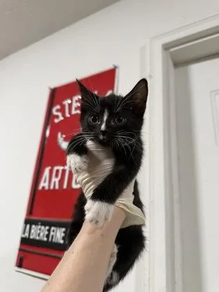 A baby small-sized female Domestic Short Hair cat named Gopher for adoption in Atlanta, GA
