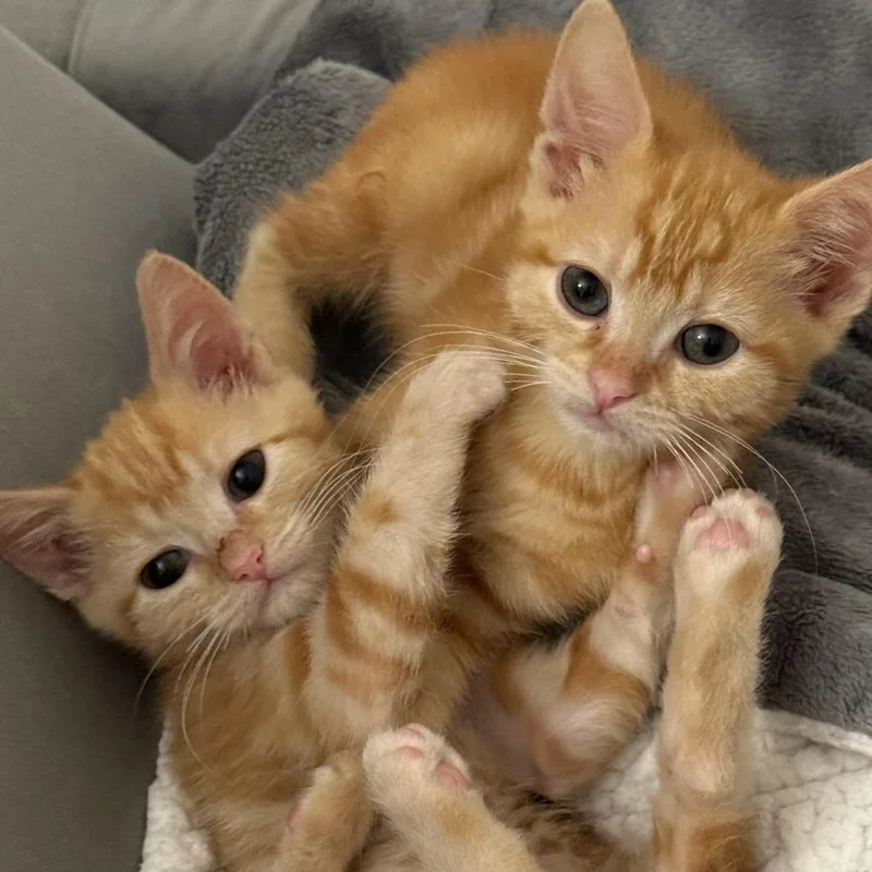 A baby small-sized female Orange / Red Domestic Short Hair cat named Yuzu for adoption in Los Angeles, CA