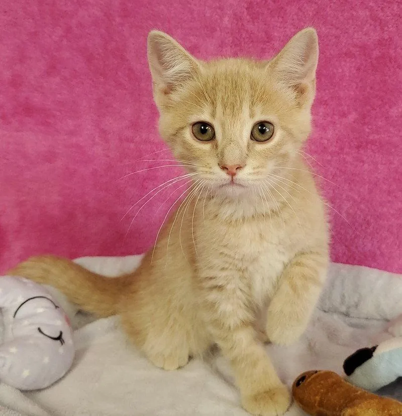 A baby medium-sized female Domestic Short Hair cat named Carmel for adoption in Greenville, IL