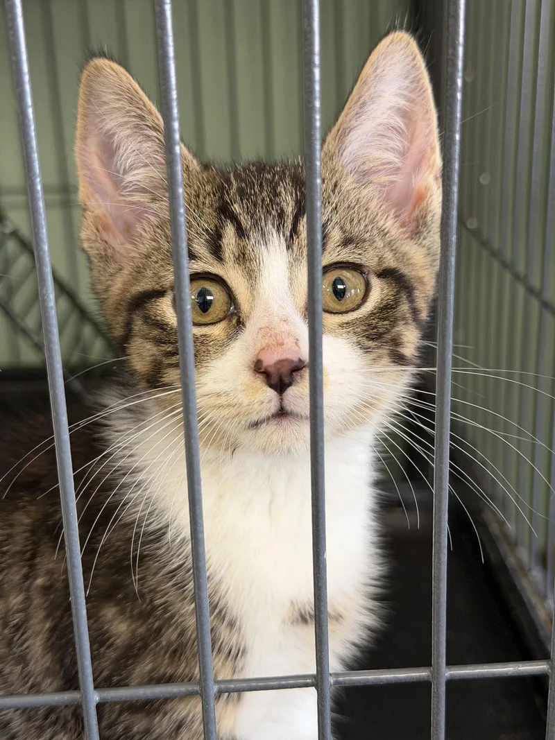 Minky Polydactyl! thumbnail 2