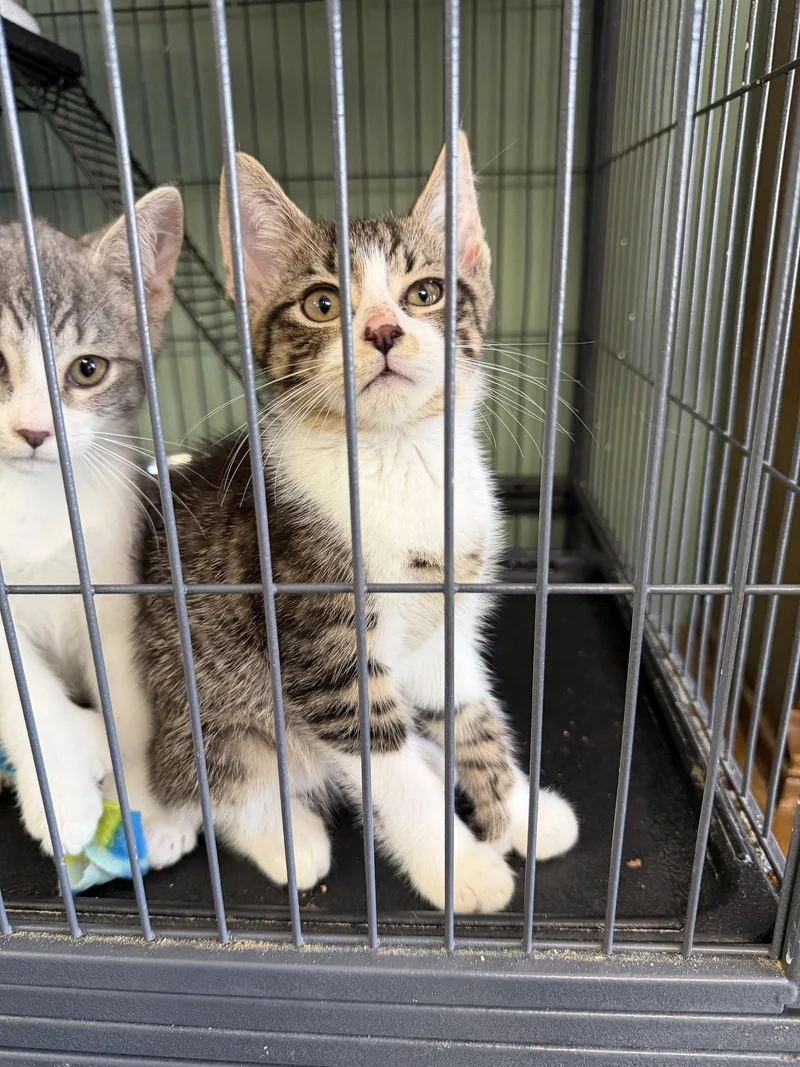 Minky Polydactyl! thumbnail 3