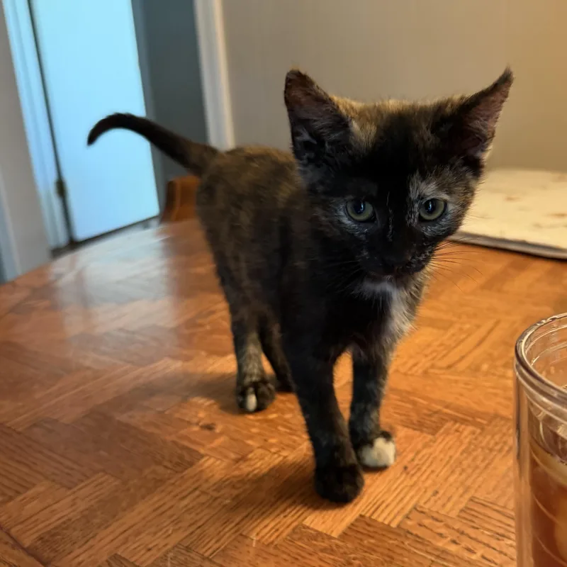 Cold Brew thumbnail 6