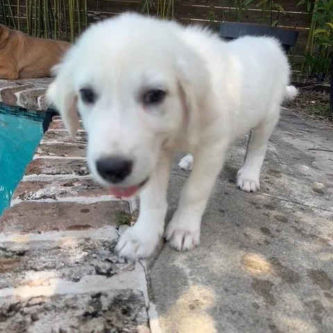 Yukon  Loving and thumbnail 5