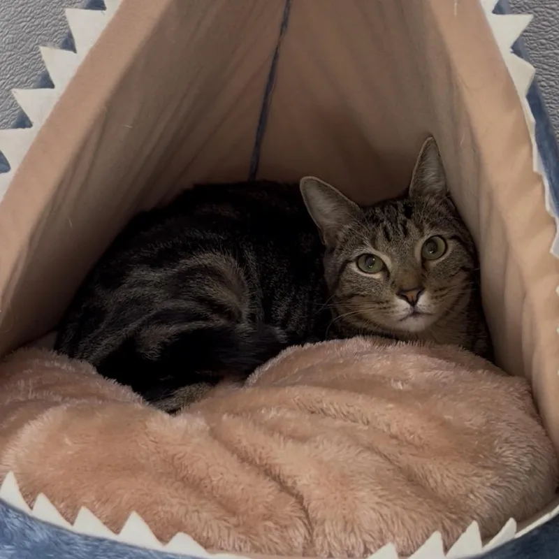A young medium-sized male Gray / Blue / Silver Domestic Short Hair cat named Archie for adoption in Clearwater, FL