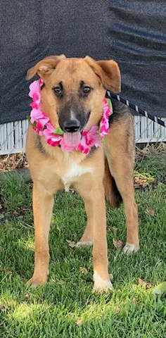 An adult medium-sized female Black German Shepherd Dog dog named Darcy for adoption in Colusa, CA