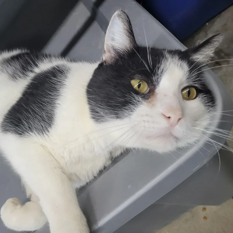 An adult medium-sized male Domestic Medium Hair cat named Stewart for adoption in Clarinda, IA