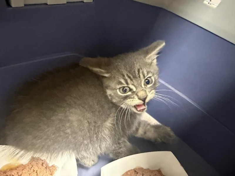 A baby medium-sized male Domestic Short Hair cat named Raul for adoption in Pomona, NY