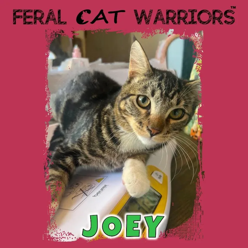 A young small-sized male Brown / Chocolate Domestic Short Hair cat named Joey for adoption in Kingman, AZ