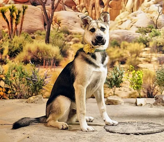 A young medium-sized male Shepherd dog named Max for adoption in Thousand Palms, CA