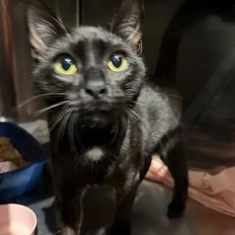 A young large-sized female Domestic Short Hair cat named Licorice for adoption in Cumming, GA
