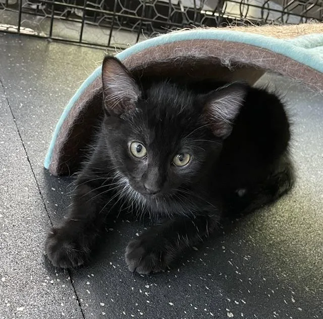 A baby small-sized male Black Domestic Short Hair cat named Beep Beep for adoption in Kenosha, WI