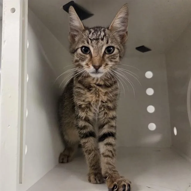 A baby small-sized male Domestic Short Hair cat named Charming for adoption in Ontario, CA