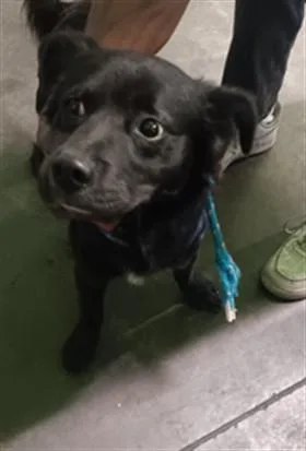 A young medium-sized male Cocker Spaniel dog named Magpie for adoption in Los Angeles, CA