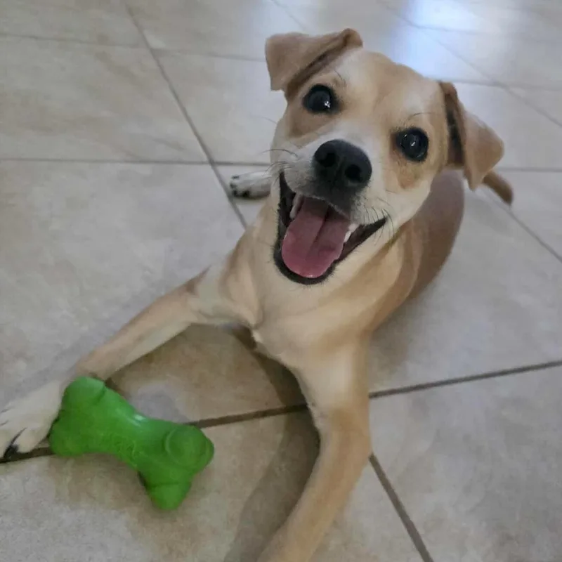An adult small-sized female Yellow / Tan / Blond / Fawn Border Terrier dog named Kacey for adoption in Corpus Christi, TX