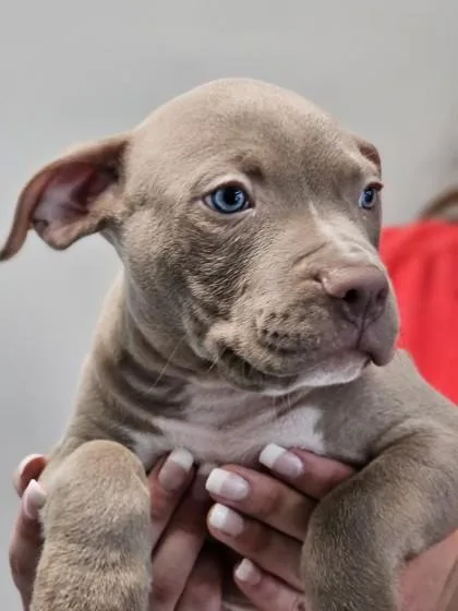 A baby small-sized male Mixed Breed dog named Patrick for adoption in West Chester, PA