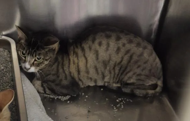 An adult small-sized male Domestic Short Hair cat named Patrick for adoption in Decatur, IL