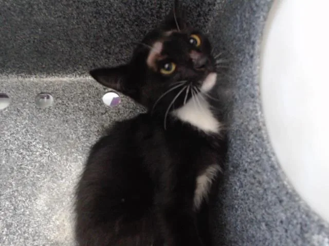 A baby small-sized female Domestic Short Hair cat named Lucy for adoption in Orlando, FL