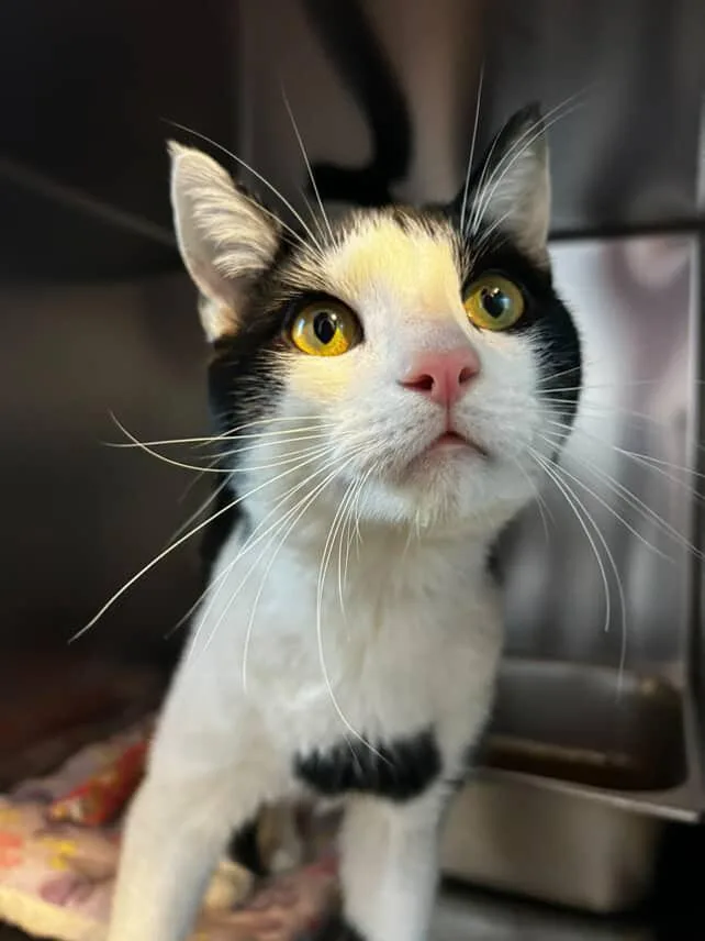 A young medium-sized male Black & White / Tuxedo Domestic Short Hair cat named Bucks for adoption in East Northport, NY