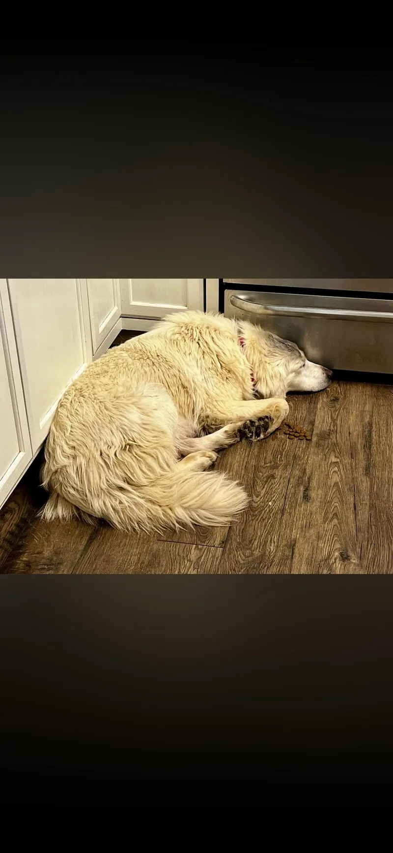 A young large-sized female Great Pyrenees dog named Katniss Htx for adoption in Quinlan, TX