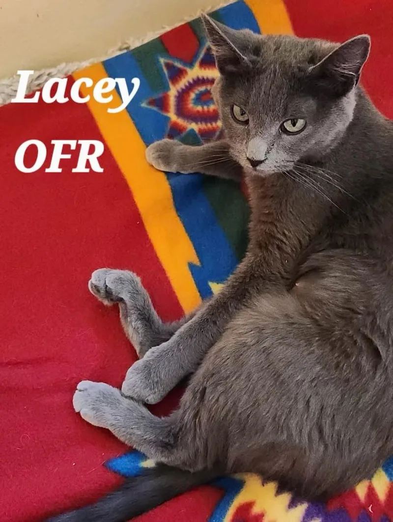 A young medium-sized female Gray / Blue / Silver Domestic Short Hair cat named Lacey for adoption in Owasso, OK