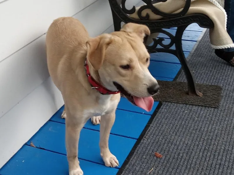 A young medium-sized male Shepherd dog named Squirt for adoption in Irwin, PA