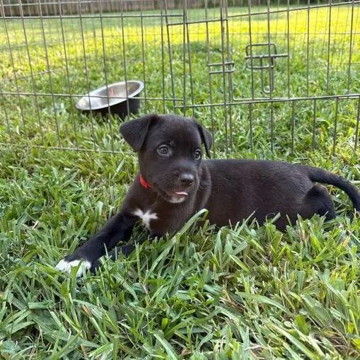 A baby small-sized female Black Terrier dog named Blood Orange for adoption in Carencro, LA