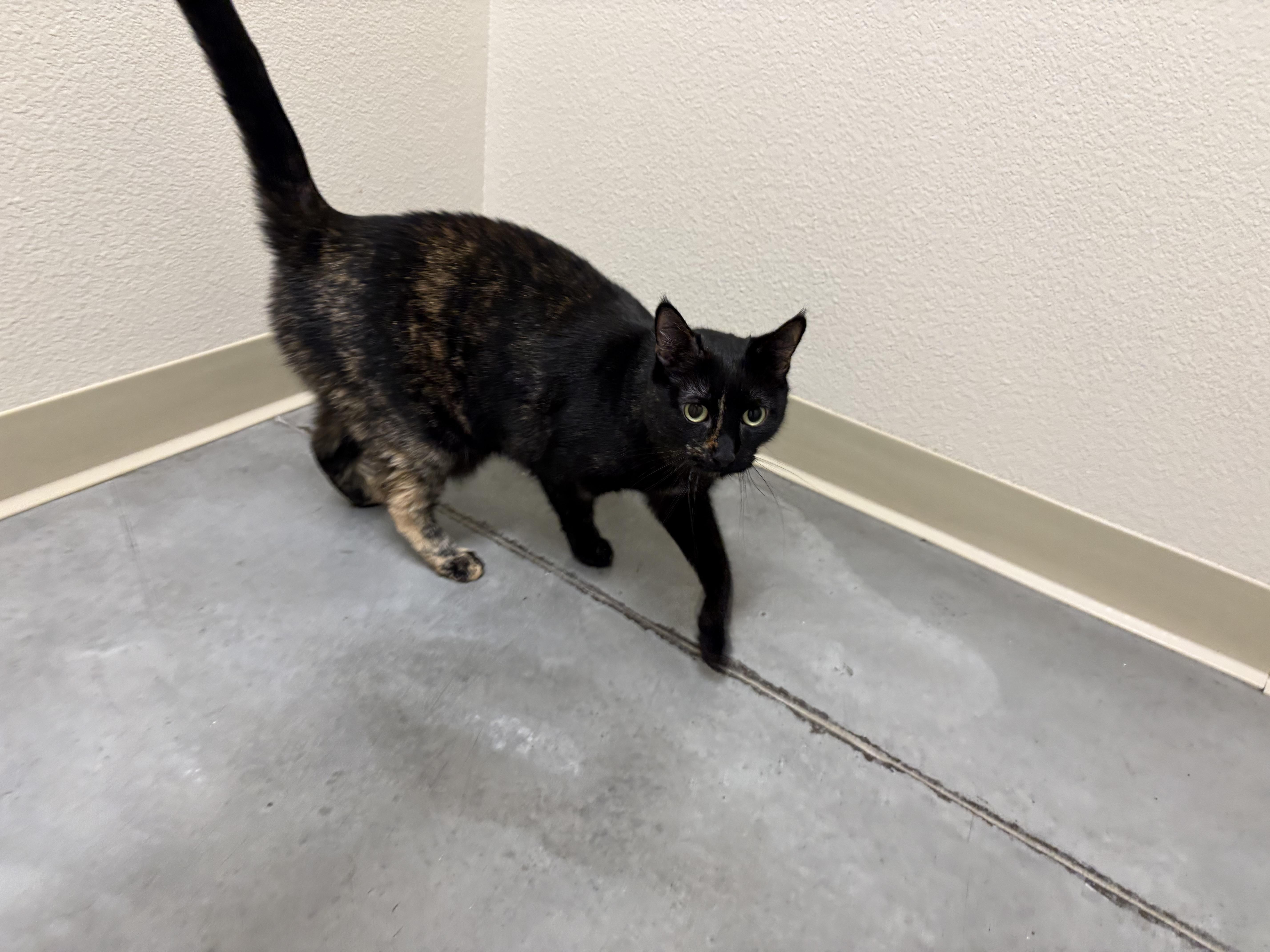 An adult medium-sized female Tortoiseshell Domestic Short Hair cat named Scarlett for adoption in Boise, ID