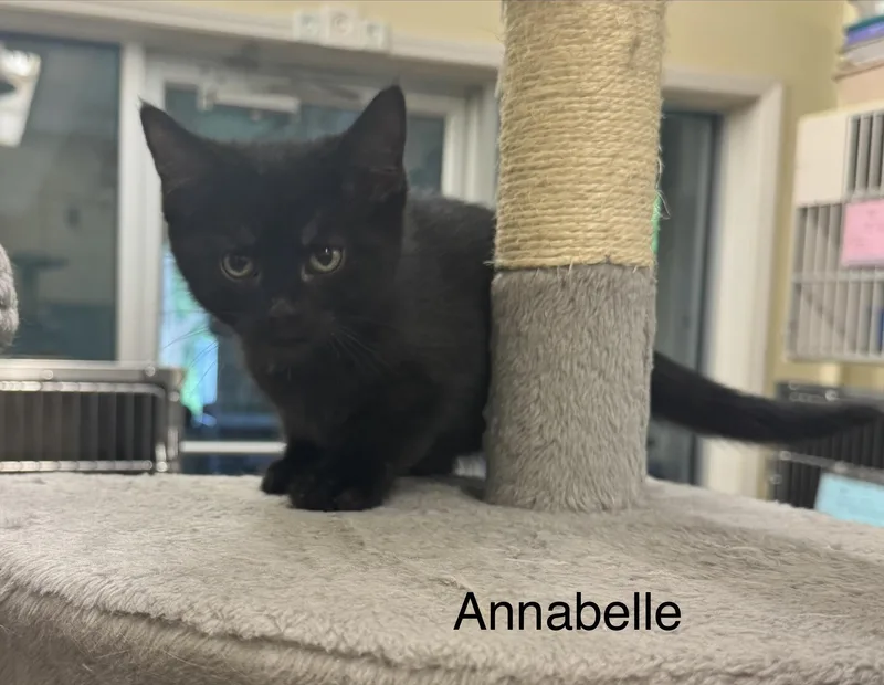 A baby medium-sized female Black Domestic Short Hair cat named Annabelle for adoption in Ulster, PA