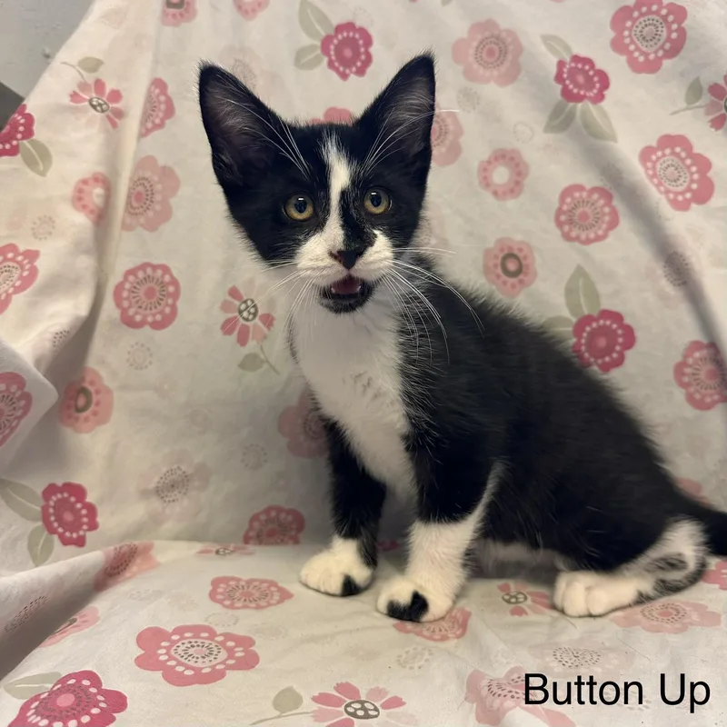 A young medium-sized male Black & White / Tuxedo Domestic Short Hair cat named Button Up Kohls for adoption in East Northport, NY