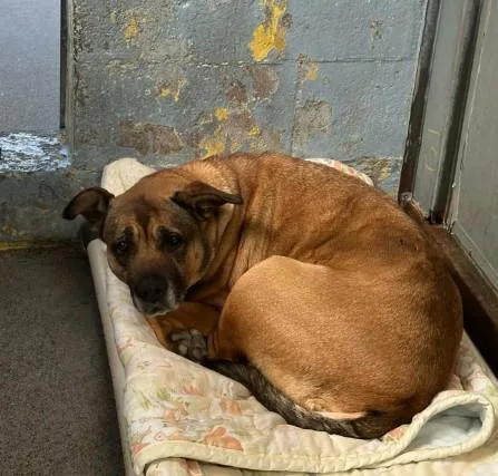 An adult medium-sized female German Shepherd Dog dog named Beth for adoption in Stockton, CA