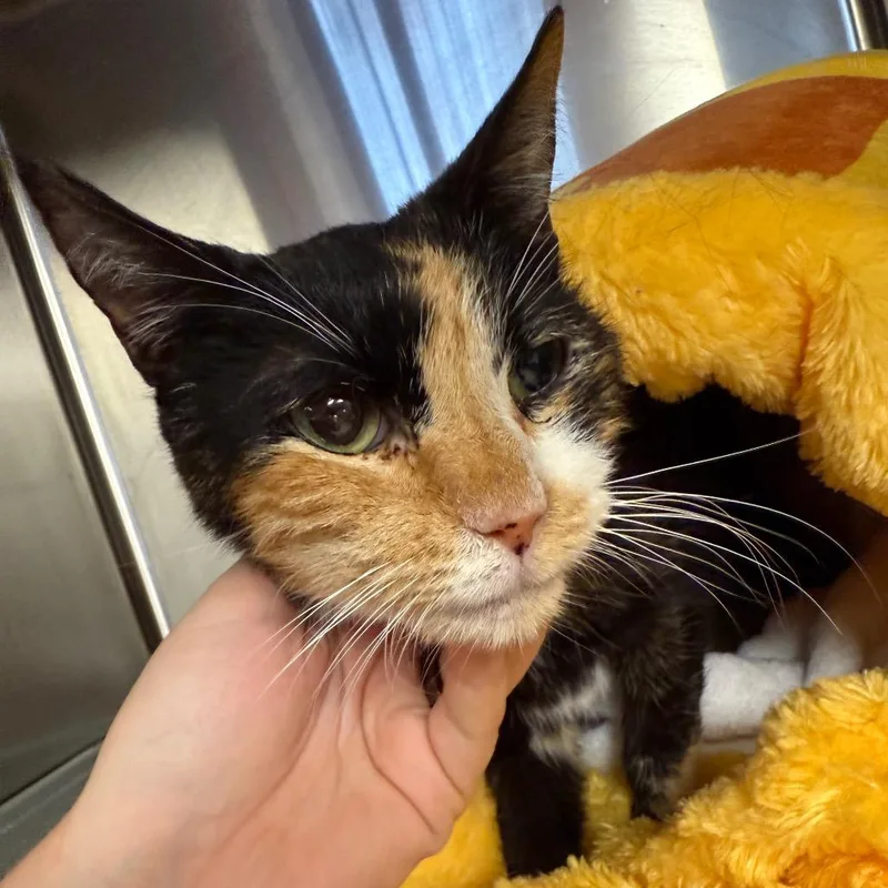 A senior small-sized female Calico Domestic Short Hair cat named Opal for adoption in Midland, TX