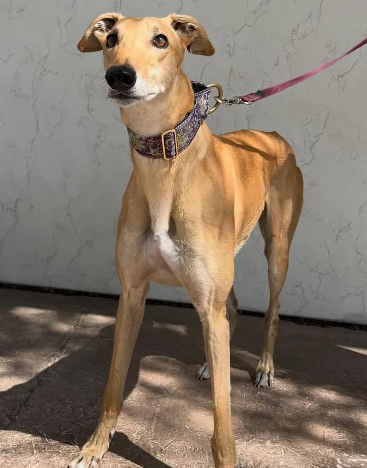 An adult large-sized male Golden Greyhound dog named Mario for adoption in Coon Rapids, MN