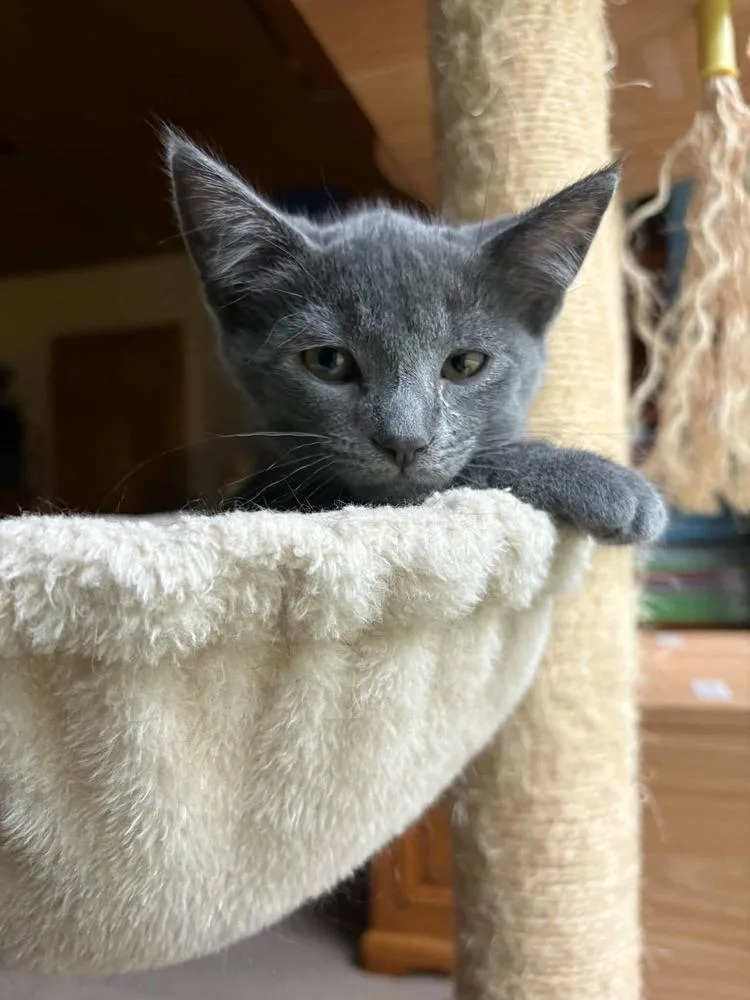 A baby small-sized female Gray / Blue / Silver Domestic Short Hair cat named Rumi for adoption in Plymouth, MN