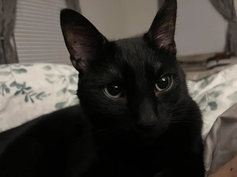 Onyx: Featured Pet!!