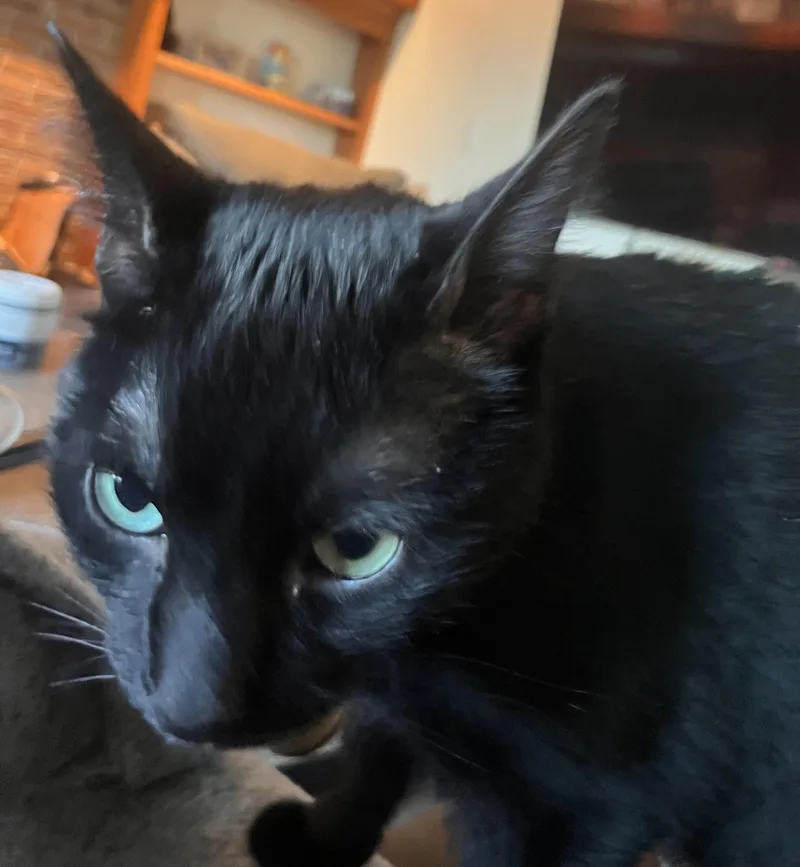 Onyx: Featured Pet!! thumbnail 2