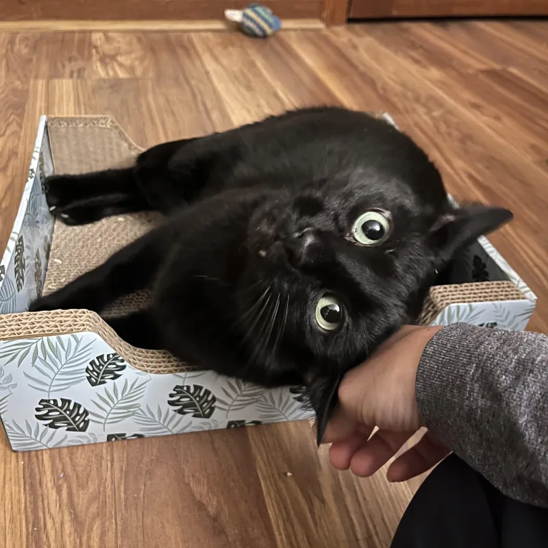 Onyx: Featured Pet!! thumbnail 3