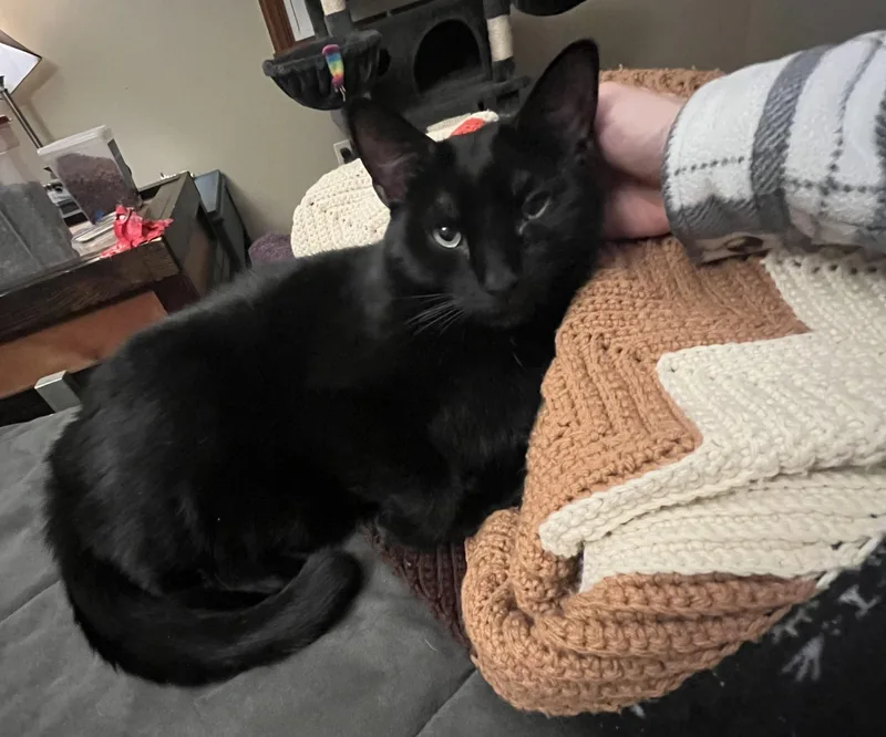 Onyx: Featured Pet!! thumbnail 4