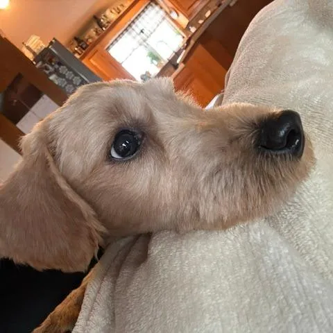 Pippi thumbnail 4
