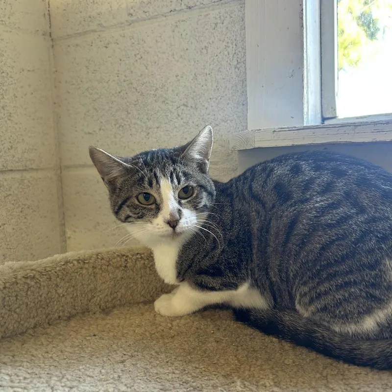 A young medium-sized female Black & White / Tuxedo Domestic Short Hair cat named Becky for adoption in Ontario, CA