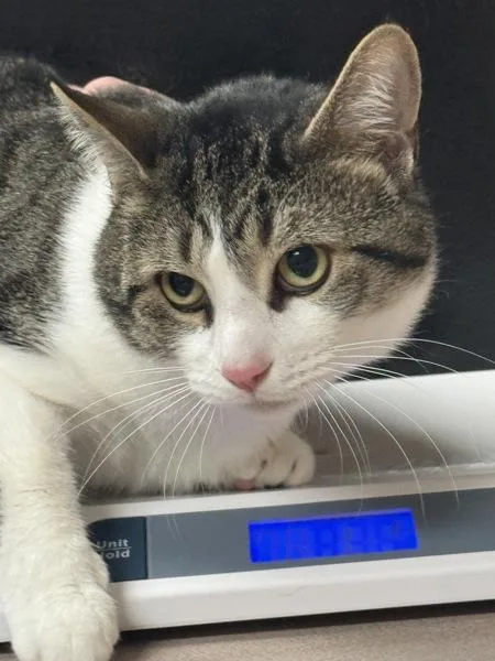 An adult small-sized male Domestic Short Hair cat named Wigmore for adoption in Salisbury, MD