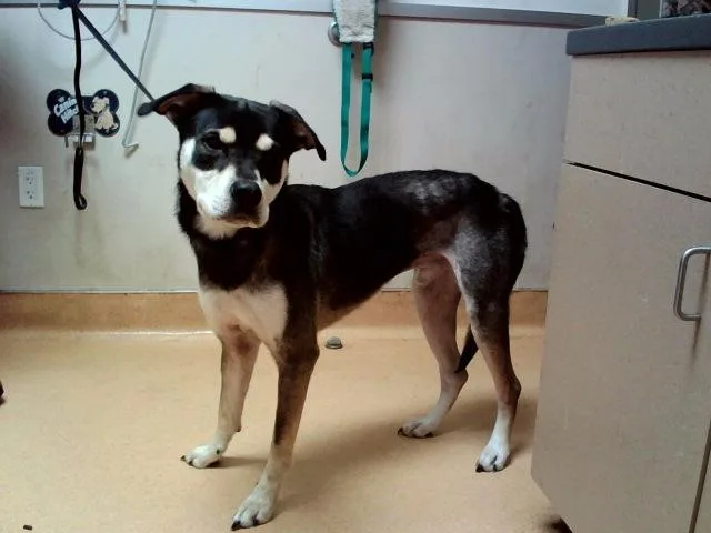 An adult large-sized male Siberian Husky dog named Morris for adoption in Martinez, CA