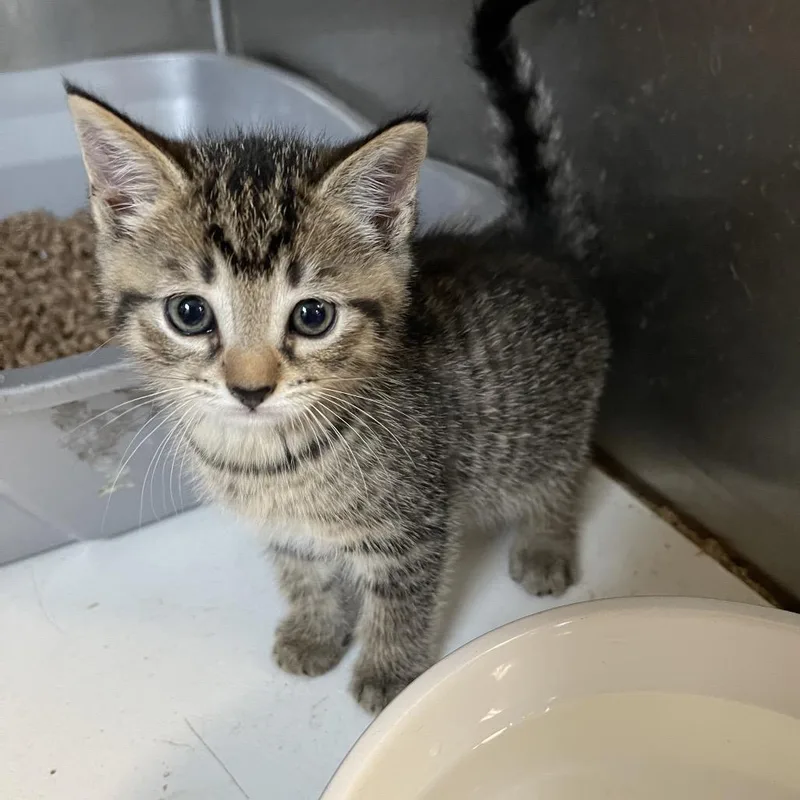 A baby small-sized female Domestic Medium Hair cat named Owen for adoption in Wappingers Falls, NY