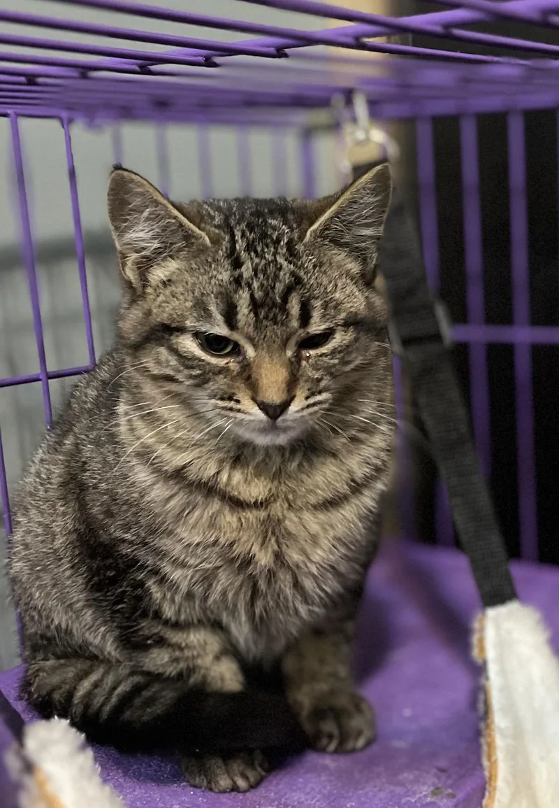 A baby medium-sized male Domestic Short Hair cat named Aleister for adoption in Zimmerman, MN