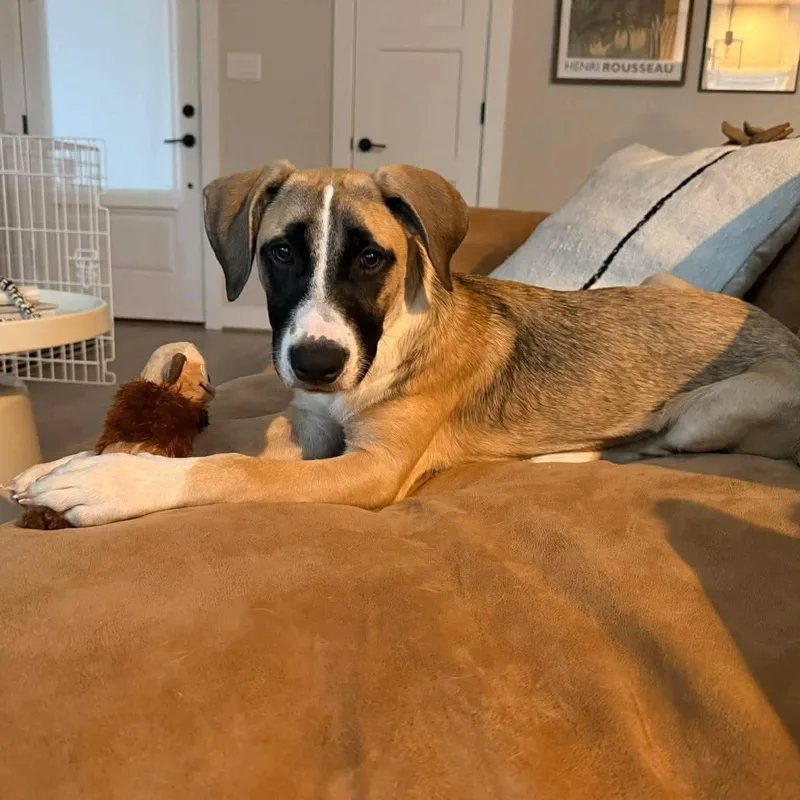 A baby extra large-sized female Tricolor (Brown, Black, & White) Anatolian Shepherd dog named Indie for adoption in Mooresville, NC