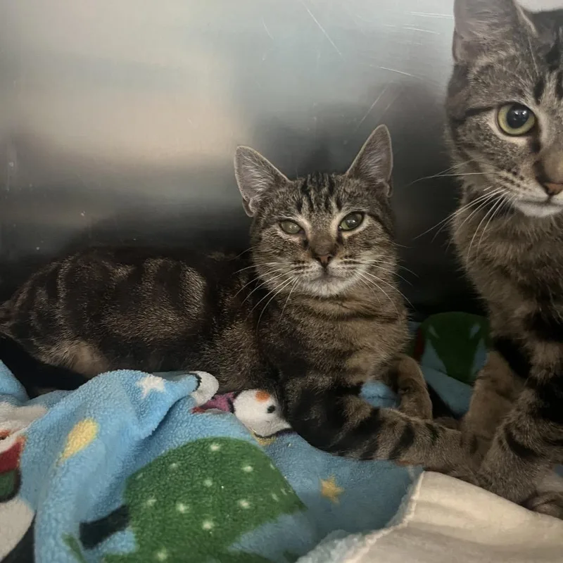 A young small-sized male Brown / Chocolate Domestic Short Hair cat named Bush Baby for adoption in Lakeland, FL